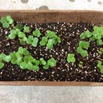 我が家のベランダですくすく育っている「ラディッシュ」と「ブロッコリースプラウト」🍀いつもプランター栽培は失敗に終わるけど、今回初めて収穫までして美味しく食べれました😆💕プランター、種、土、肥料と必…のInstagram画像