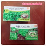 DCMブランド 栽培セットガーデンレタス 収穫目安約30日ブロッコリースプラウト 収穫目安約7日各537円(税込)2018/03/13 現在.最近暖かくなって来たので、お家のベラン…のInstagram画像
