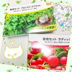 ㅤㅤㅤㅤㅤㅤㅤㅤㅤㅤㅤㅤㅤㅤㅤㅤDCMブランド♡栽培セットㅤㅤㅤㅤㅤㅤㅤㅤㅤㅤㅤㅤㅤㅤㅤㅤプランター、種、土など、栽培に必要なものがすべてそろったセットになります(*´罒`*)…のInstagram画像