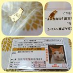 浅草の開運グッズ！あさくさ福猫太郎さまから、可愛いお守りをいただきました。可愛らしい猫ちゃんの免許証のデザインになっていて、袋の中に小さな金色の猫ちゃんが入っています。裏には猫ちゃ…のInstagram画像