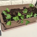 DCMの栽培セットを使って、ラディッシュとブロッコリースプラウトを育てています😊ラディッシュは、暖かくなるのを待って植えたのでまだこの前、間引きしたばかり。おうちで育てるの楽しいね。このキット…のInstagram画像