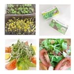 🥗大事に育てたお野菜でサラダ🥗特別な気持ちです🥗#dcm栽培セット #くらしメイド #monipla #DCMホールディングスファンサイト参加中のInstagram画像