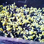 .以前投稿しましたDCMホールディングスさんの「栽培セット」ですが、「ガーデンレタス」「ブロッコリースプラウト」共に２月６日に植えたのに、寒さに弱いのかガーデンレタスだけが上手く育ちませんでした😣…のInstagram画像