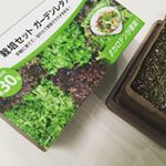 *-今回の商品は、こちらっ！@dcm_green 様の #栽培キット ！-途中ですが、、ちょうど1週間で芽を出しました💕これからの成長にわくわくです☺️💓-お水…のInstagram画像