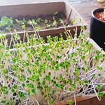 ブロッコリースプラウトと、ガーデンレタスを栽培❇ガーデンレタスはまだ芽が出たばかりだけど、ブロッコリースプラウトは本日収穫💕 たったな6日で食べられる～⤴食べられるものを育てるのは楽しい😊…のInstagram画像