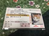 口コミ記事「あさくさ福猫太郎♡」の画像