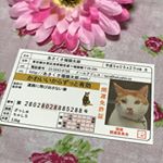 あさくさ福猫太郎の非売品開運豆お守りをいただきました！浅香光代さんが飼っていた伝説の福猫「あさくさ福猫太郎」をモデルにした金の豆守り。可愛らしいカード付でした。カードの裏には肉球も。最…のInstagram画像