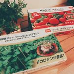 DCM栽培セット 🥦やってみたけど、難しかった〜ちょうど季節の変わり目やったけん湿度とかの調節難しかった💧.まだ３回分あるけやってみよ〜#dcm栽培セット #くらしメイド #mon…のInstagram画像
