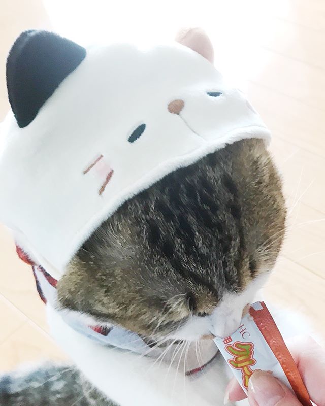 口コミ投稿：☆☆☆・@dhc_official_jp DHC様から#猫用クリーミィ をいただきました\(◡̈)/・・・#DHC…