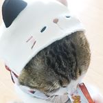 ☆☆☆・@dhc_official_jp DHC様から#猫用クリーミィ をいただきました\(◡̈)/・・・#DHC #DHCPET #クリーミィ #愛猫 #monipl…のInstagram画像