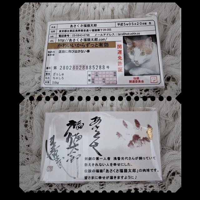 口コミ投稿：浅香光代さんが、野良猫を助けたことにより飼い始めてからというもの幸福が次から次…