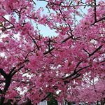 ..増尾城址公園へ娘達遊びせに連れて行ったら河津桜🌸がたくさん🌸🌸🌸もう、そんな季節かあ〜去年はバタバタしてて桜なんてゆっくり見てられなかったからなんだか新鮮でした🤦🏼…のInstagram画像