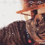 猫ちゃん用おやつ。クリーミィにがっつくうちの子☺️とても美味しそうに食べてくれるとこっちも幸せ。***#DHC #DHCPET #クリーミィ #愛猫 #monipla #株式会…のInstagram画像