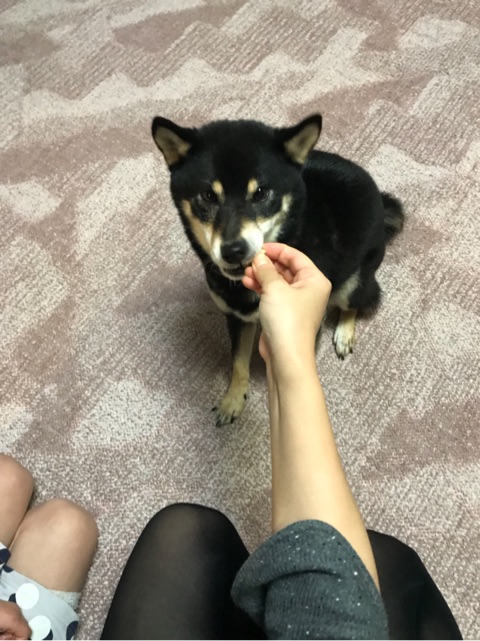 口コミ：愛犬茶々が大好きなささみライスジャーキーを食べる様子を実況中継。の画像（10枚目）