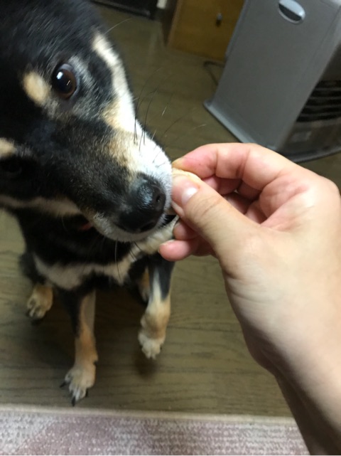 口コミ：愛犬茶々が大好きなささみライスジャーキーを食べる様子を実況中継。の画像（5枚目）