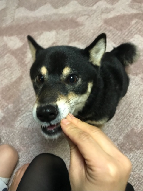 口コミ：愛犬茶々が大好きなささみライスジャーキーを食べる様子を実況中継。の画像（12枚目）