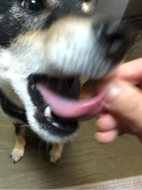 口コミ：愛犬茶々が大好きなささみライスジャーキーを食べる様子を実況中継。の画像（4枚目）