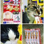 今回試させていただいたのは、株式会社ディーエイチシーさまの 猫用　クリーミィ　まぐろ10g×5本　オープン価格 ネコちゃんの下部尿路の健康に配慮した、スティックタイプのおやつです❤️ ナト…のInstagram画像