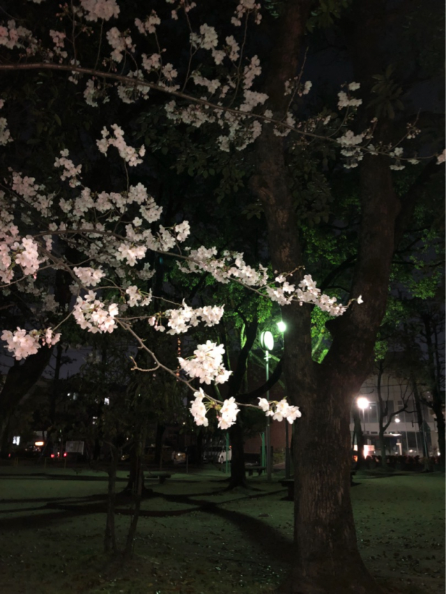 口コミ：KIMEHADA馬プラセンタを飲んでみた件の画像（1枚目）