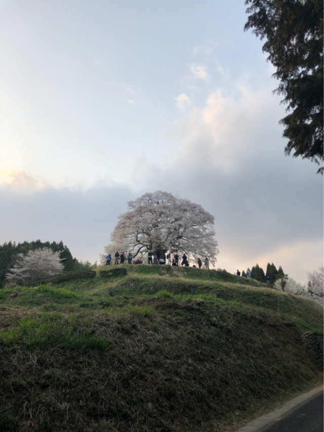 口コミ：はちみつ種なし干梅を食べてみた件の画像（1枚目）