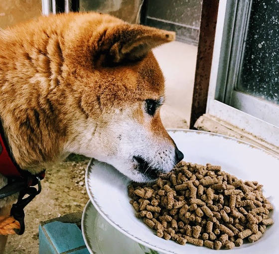 口コミ：人が食べられる食材🐶「無添加ドッグフード安心」その６の画像（2枚目）