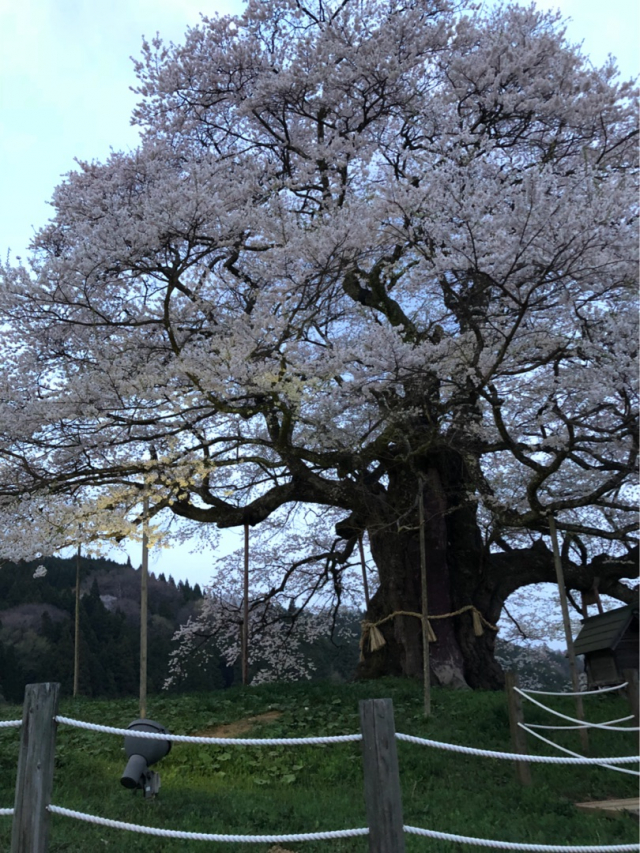 口コミ：はちみつ種なし干梅を食べてみた件の画像（2枚目）