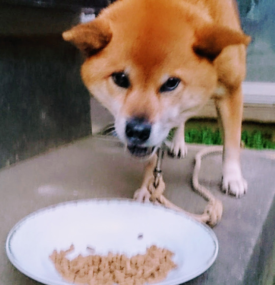 口コミ：人が食べられる食材🐶「無添加ドッグフード安心」その６の画像（3枚目）