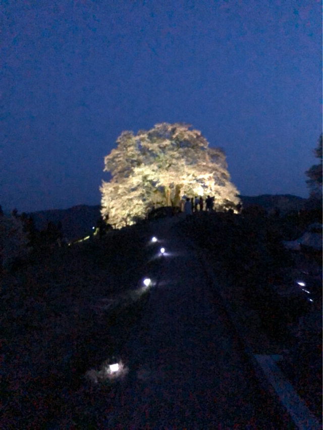 口コミ：はちみつ種なし干梅を食べてみた件の画像（5枚目）