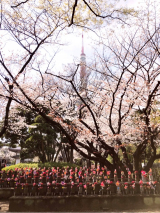 口コミ記事「桜の塩漬けで春満開♪」の画像