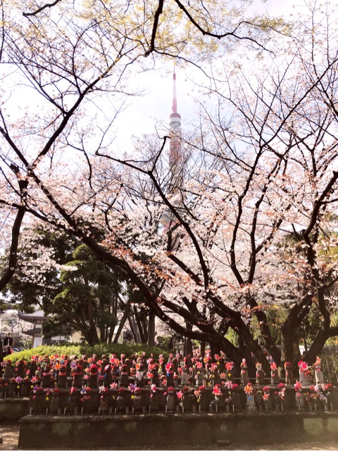 口コミ：桜の塩漬けで春満開♪の画像（1枚目）