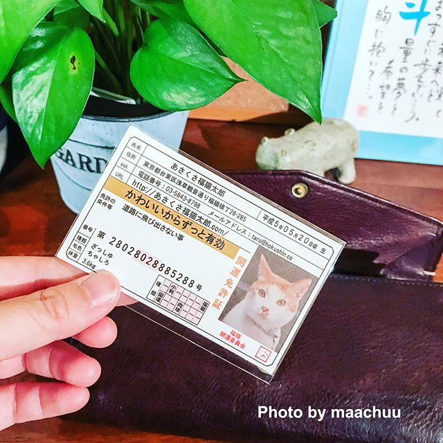 口コミ投稿：じゃーん♡伝説の【あさくさ福猫太郎】の開運免許証と2枚目に写ってる純金メッキの豆…