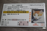 口コミ記事「「HOKUSHIN」様の「あさくさ福猫太郎」」の画像