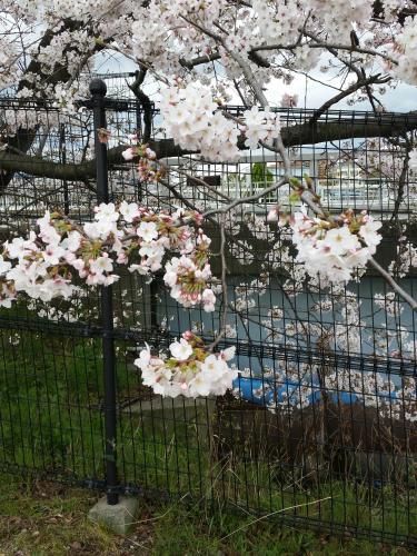 桜の画像（1枚目）