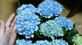 【アジサイ マジカルレボリューション ブルー】saxia植物長持ち体験モニターの画像（1枚目）