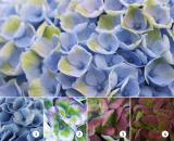 【アジサイ マジカルレボリューション ブルー】saxia植物長持ち体験モニターの画像（8枚目）