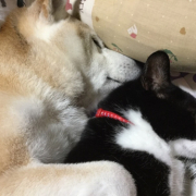 犬と猫2匹