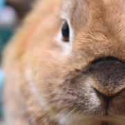 いろんなペット飼ってます