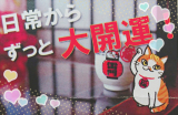 口コミ記事「浅草の街で保護された猫」の画像