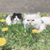 「愛猫メル&マリー」の画像（3枚目）