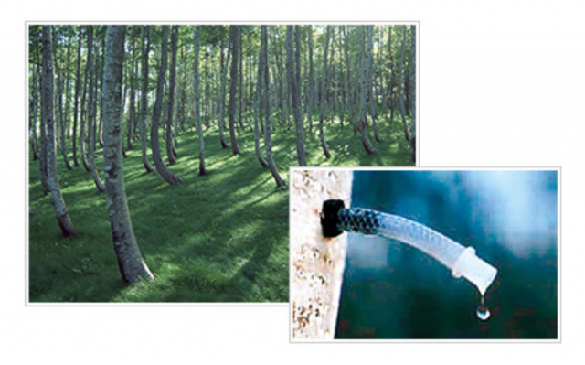 口コミ：自然の恵み 白樺樹液の保湿ローション 【 十勝の森 】の画像（3枚目）