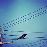 庭にいたら毎日、毎日ツバメ達が目の前飛んでにぎやかです。#ヴァンベールクラブでくらしをたのしむ #monipla #大香ヴァンベールクラブファンサイト参加中のInstagram画像