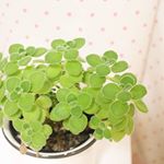 一時はひやりとしたアロマティカスちゃんも元気になりました。下の方には、小さな葉っぱや茎が出てきて、イキイキしてます。通気性が悪くなるから、間引いた方がいいのかな？#写真好きな人と繋がりたい #写真…のInstagram画像