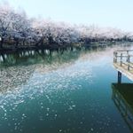 池と桜がマッチしててきれかった！#ヴァンベールクラブでくらしをたのしむ #monipla #大香ヴァンベールクラブファンサイト参加中のInstagram画像