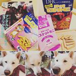 DHCのビスケットワンコ用があるんです！紀州犬のゆうちゃんにあげてみました。・もう、すごすぎます。ヨダレが…・小分けした個別包装で、子どものお菓子みたいです。〜5㎏…のInstagram画像
