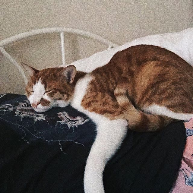 口コミ投稿：♡LIFE...🐈💤#catmyboss、、最近は異常に引っ付き寝たがる猫。1、2枚目私を抱き枕に利…