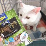#株式会社ディーエイチシー さんの青魚のサラサラ成分DHAとEPAを配合したおやつをしろにゃんにあげてみました#猫用贅沢けずり まぐろ味ですケージから顔を出してきて袋に…のInstagram画像