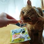 ねこちゃんにもDHCってあるのね！びっくり。うちのニャンズ美味しく食べてくれました😆ありがとうございました♥#DHC #DHCPET #贅沢けずり #愛猫 #monipla #株式会社ディーエ…のInstagram画像