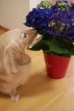 お花と愛犬