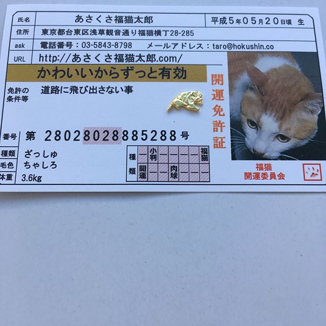 口コミ投稿：浅香光代さんが助けた野良猫の太郎ちゃん。この太郎ちゃんを飼い始めた頃から次々と…