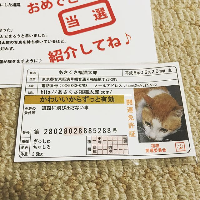 口コミ投稿：モニプラさんから、猫のお守りをいただきました。せっかくだから、このままカードケ…